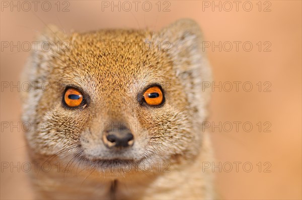 Yellow Mongoose (Cynictis penicillata)