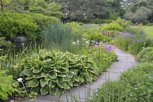 Hosta (Hosta)