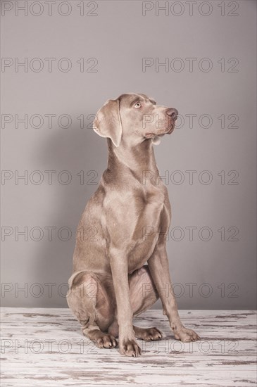 Weimaraner sitting