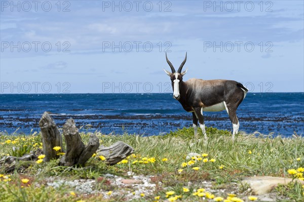 Bontebok (Damaliscus pygargus pygargus)