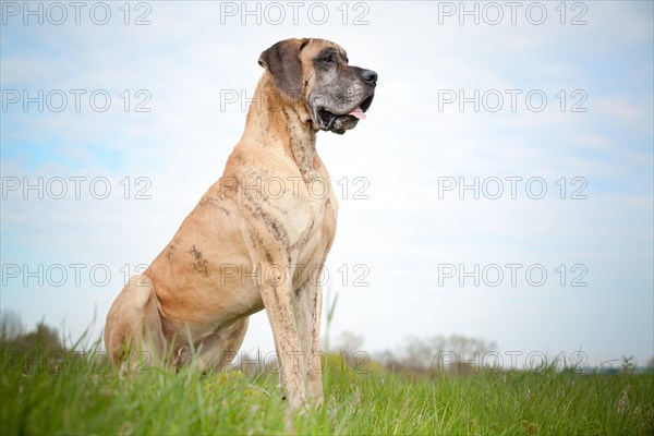 German mastiff