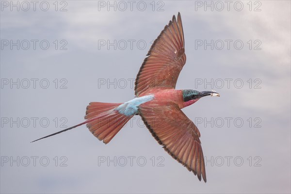 Northern Carmine Bee-eater (Merops nubicus) in flight