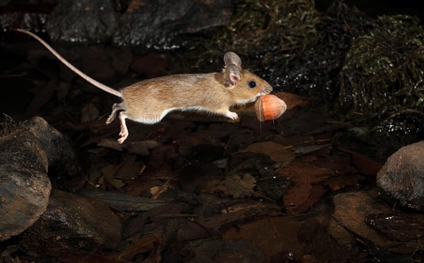 Yellow-necked Mouse (Apodemus flavicollis) jumping with a nut