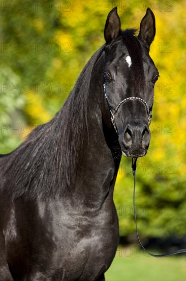 Arabian Thoroughbred Horse wearing a show halter