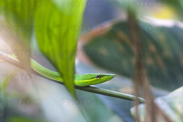 Green Vine Snake or Flatbread Snake (Oxybelis fulgidus)