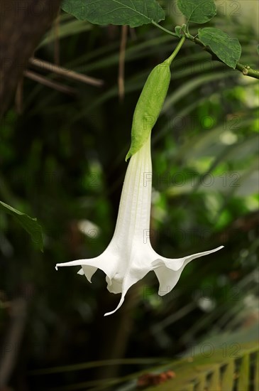 Angel's Trumpet (Brugmansia arborea