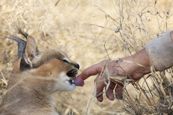 Caracal (Caracal caracal)