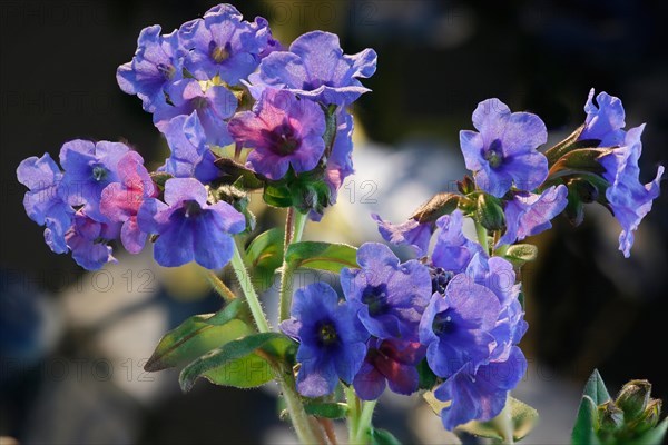 Lungwort (Pulmonaria officinalis)