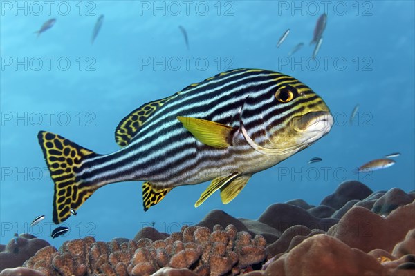 Oriental Sweetlips (Plectorhinchus orientalis