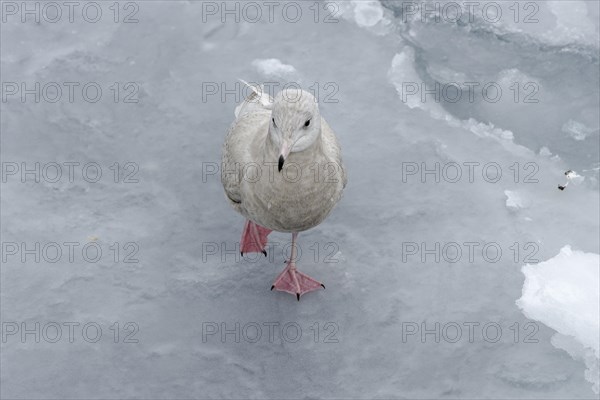 Iceland gull (Larus glaucoides)