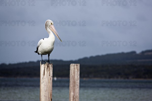 Australian Pelican (Pelecanus conspicillatus) standing on pylon