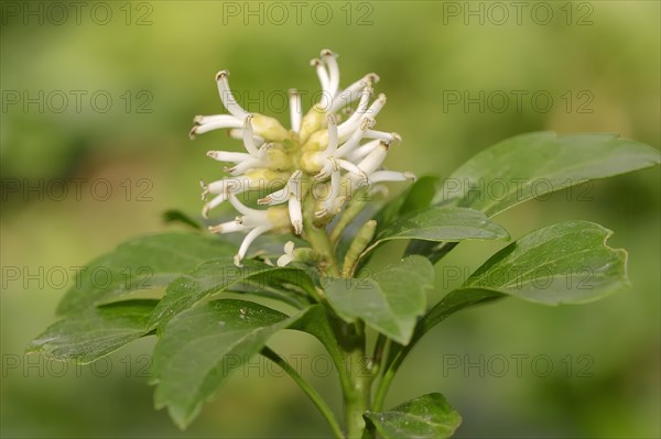 Japanese Pachysandra (Pachysandra terminalis)