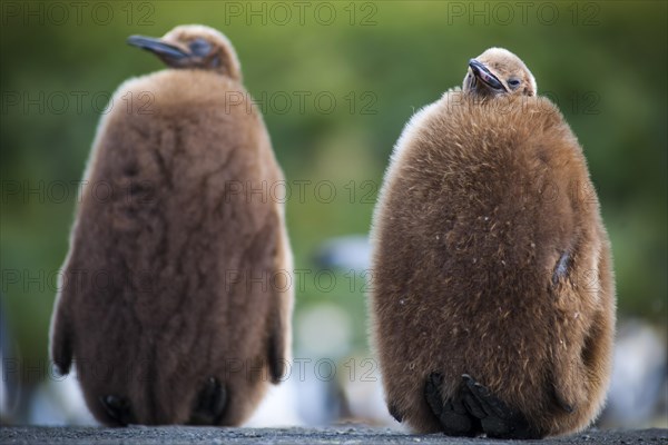 King Penguins (Aptenodytes patagonicus)