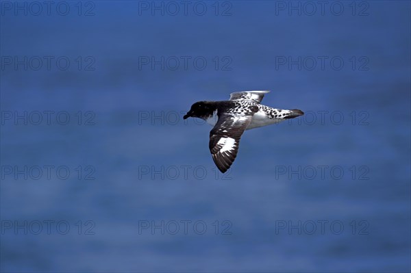 Cape Petrel (Daption capense)