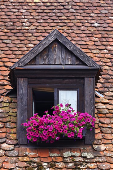 Dormer with flowering geraniums (Pelargonium Zonal hybrids)