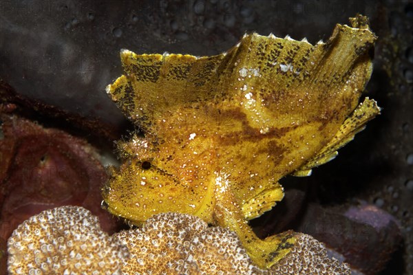 Leaf Scorpionfish or Paperfish (Taenianotus triacanthus)