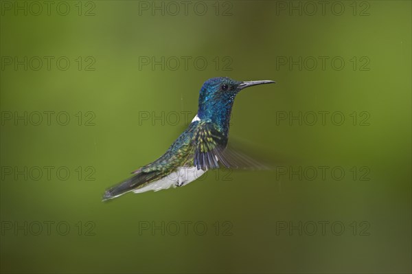 White-naped Jacobin (Florisuga mellivora) male