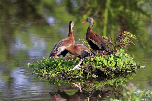 Three Black-bellied Whistling Ducks (Dendrocygna autumnalis)