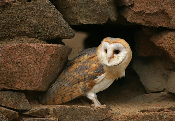 Barn Owl (Tyto alba)