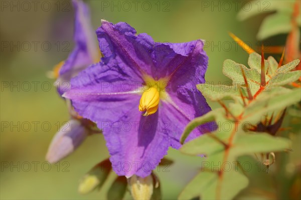 Porcupine Tomato (Solanum pyracanthum)