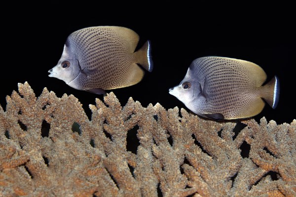 Black-Spotted Butterflyfish (Chaetodon nigropunctatus) over a table coral