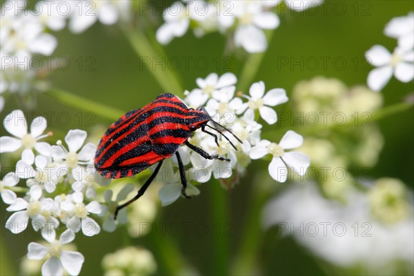 Striped Shield Bug (Graphosoma lineatum)