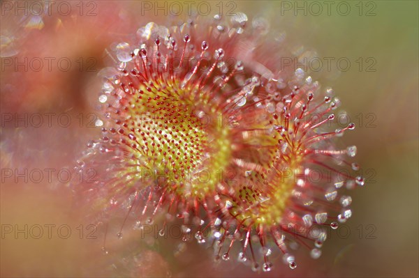 Sundew (Drosera rotundifolia)