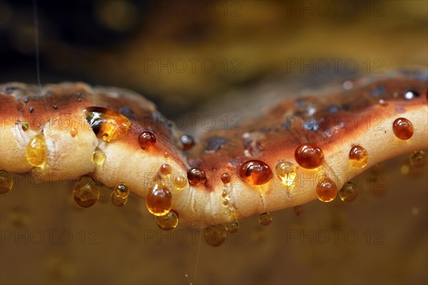 Red Banded Polypore (Fomitopsis pinicola) with drops