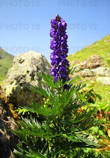 Garden Monkshood or Venus' Chariot (Aconitum napellus)