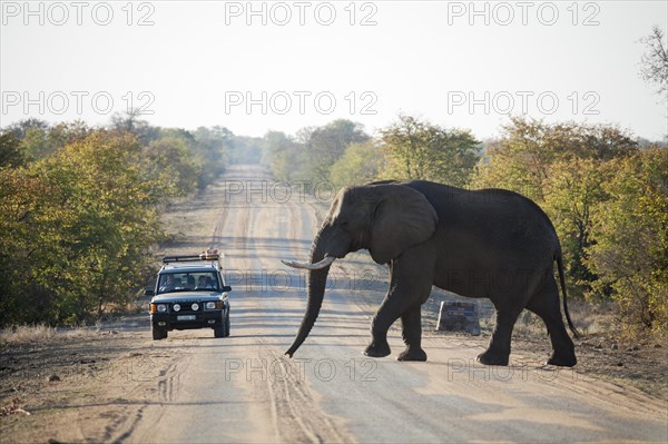 African Elephant (Loxodonta africana)