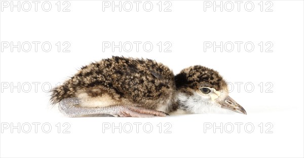 Spur-winged Lapwing or Spur-winged Plover (Vanellus spinosus) chick