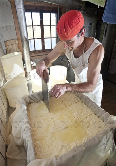 Dairyman cutting the finished cottage cheese into pieces