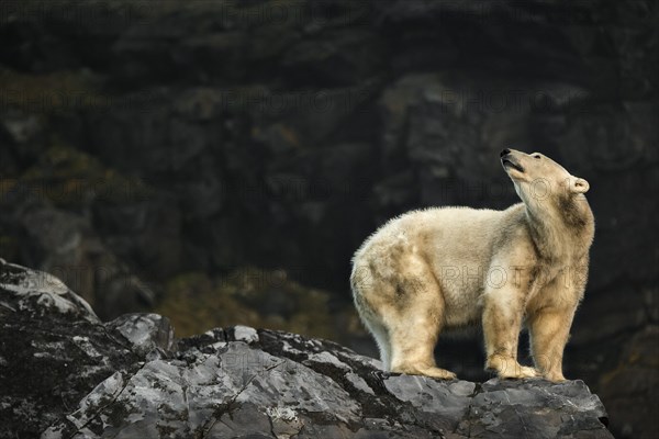 Polar Bear (Ursus maritimus)