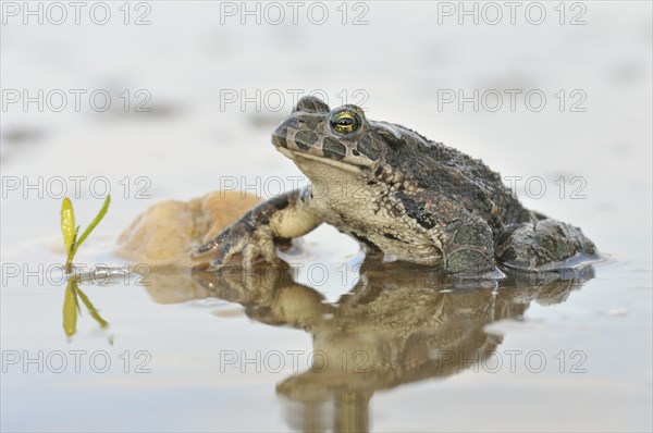 Green Toad (Bufo viridis complex) in an abandoned gravel pit