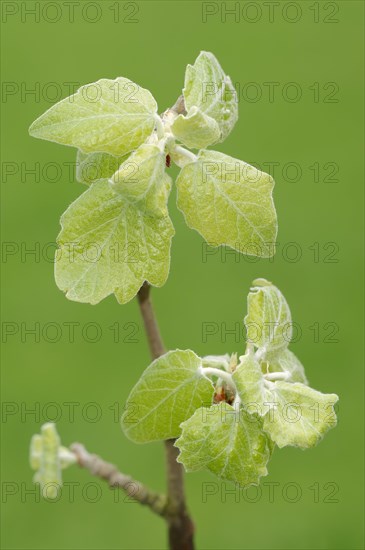 Grey Poplar (Populus canescens)