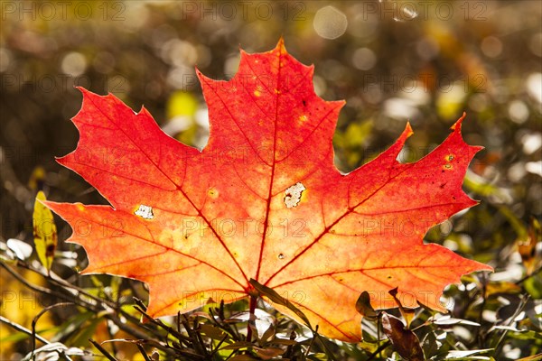 Norway Maple (Acer platanoides)