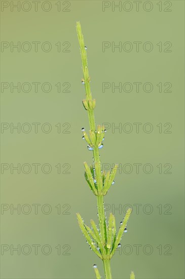 Field Horsetail (Equisetum arvense) covered with dew drops