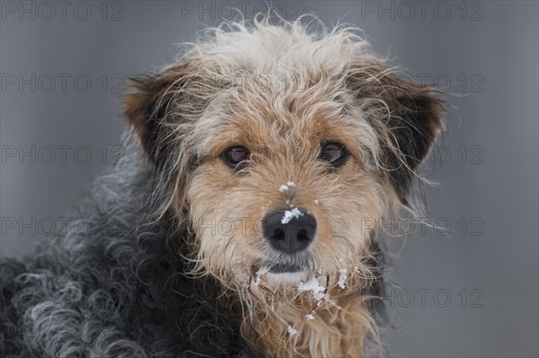 Bosnian Coarse-haired Hound