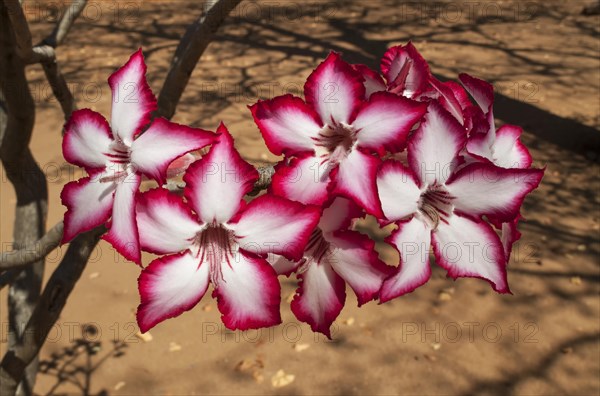 Impala Lily (Adenium multiflorum)