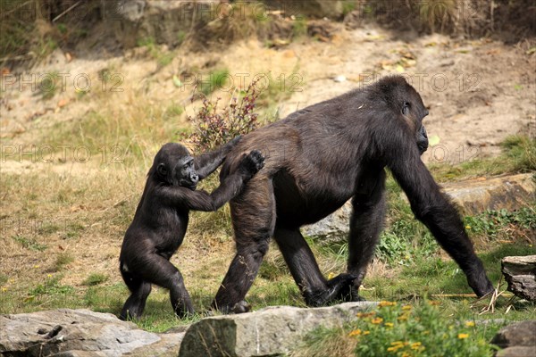 Western Lowland Gorilla (Gorilla gorilla gorilla)