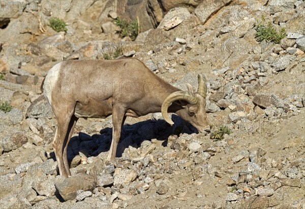 Bighorn Sheep (Ovis canadensis)