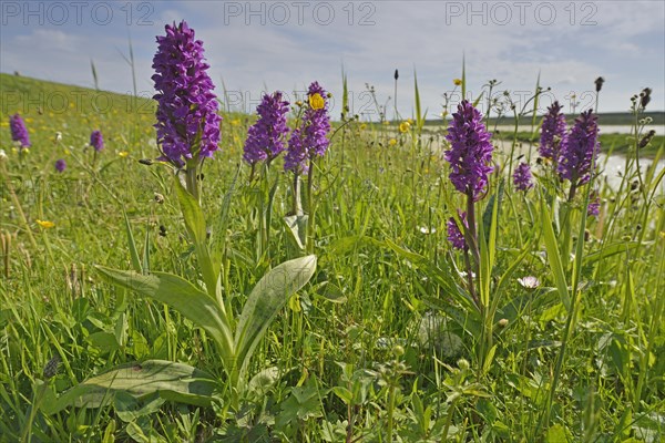 Western Marsh Orchid (Dactylorhiza majalis)