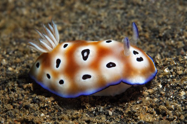 Leopard Chromodoris (Chromodoris leopardus) on the sandy ocean floor