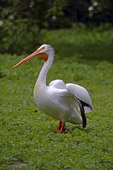 American White Pelican (Pelecanus erythrorhynchos)