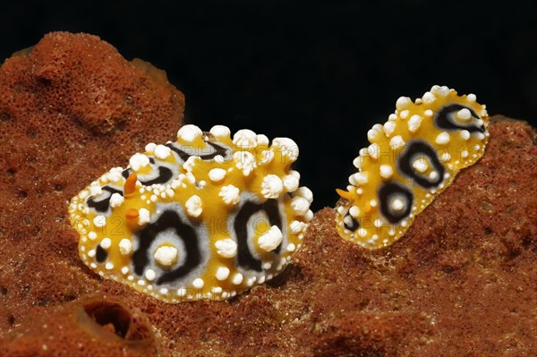 Two Ocellate Phyllidias (Phyllidia ocellata)