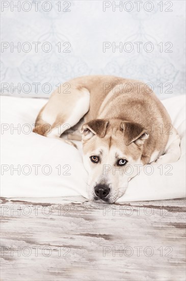 Akita Inu mixed-breed dog