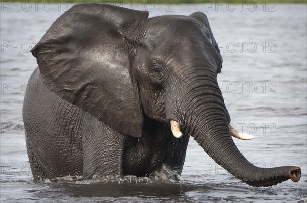 African Elephant (Loxodonta africana) crosses a watercourse