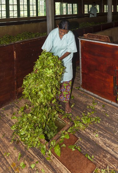 Woman dropping tea leaves into a hole for further processing