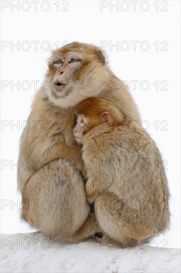 Barbary macaque (Macaca sylvanus)