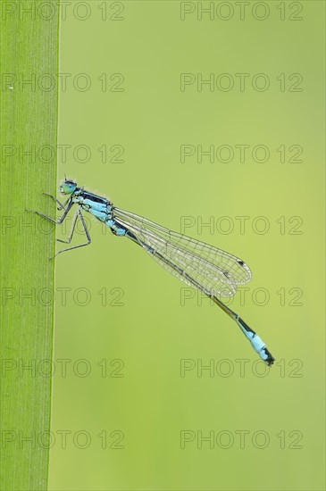 Blue-tailed Damselfly (Ischnura elegans)